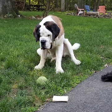 A Saint and his ball