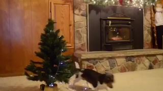"Adorable Dog Decorates Christmas Tree and Pushes Presents Under It"