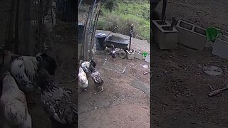 Farm cam. Roger the rooster keeps his hens close