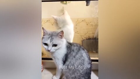 Cute cat