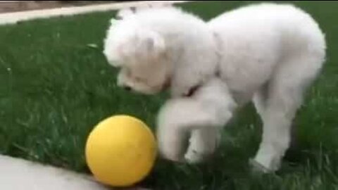 Dog plays with ball in a unique way
