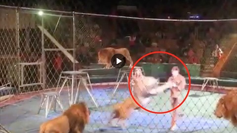 Leeuwen vallen trainers aan TIJDENS circus act