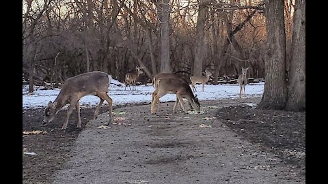 Lots of Deer sightings since lockdown