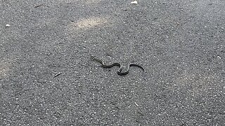 Toronto Centre Island Garter Snake