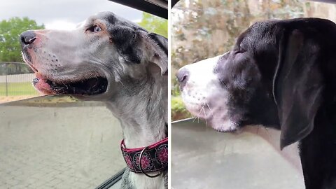 Senior Great Dane & pup love open window car ride