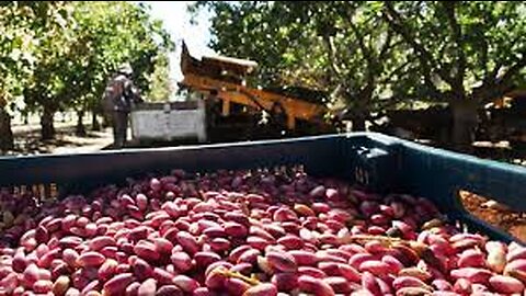 Smile Nuts Pistachio Cultivation - Pistachio harvest machine - Pistachio Processing Factory