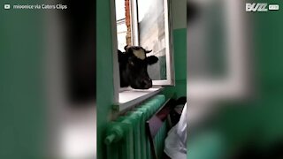 Curieuse, cette vache veut suivre un cours vétérinaire