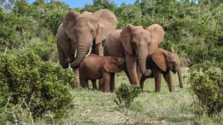 Une famille d'éléphants se désaltère dans une piscine