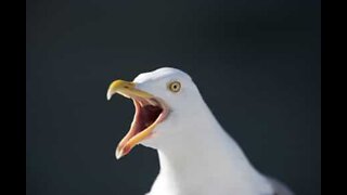 Seagull steals snack from a shop in Scotland