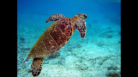 Sea Turtle Diving