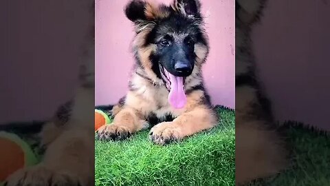 cute German shepherd puppy #shorts