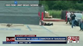 Loose pig causes commotion in Tahlequah