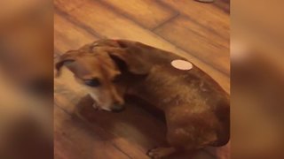 A Tot Girl Teases Her Pup With Some Fake Cookies
