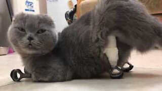 Kat går igen takket være protese