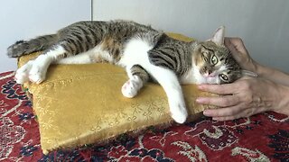 A Very Cute Affectionate Cat