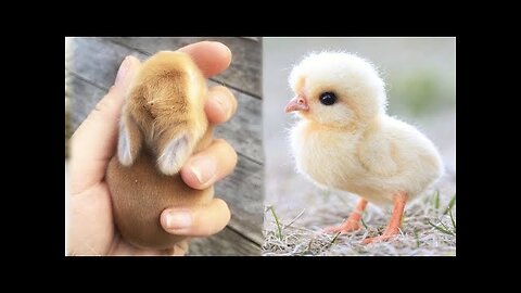 Cute baby animals Videos Compilation cute moment of the animals -
