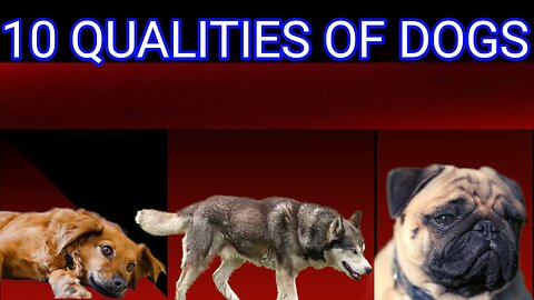 10 Dogs qualities | Top 10 dog qualities| Dogs