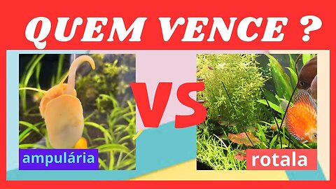 🔴 Ampulária vs Rotala - Caramujo vs Planta !