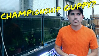 What a CHAMPIONSHIP Guppy Looks Like