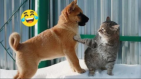 New Funny Animals 🐱 Funny videos with dogs and kittens😹🐶