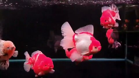 Big Giant Oranda Goldfish-6