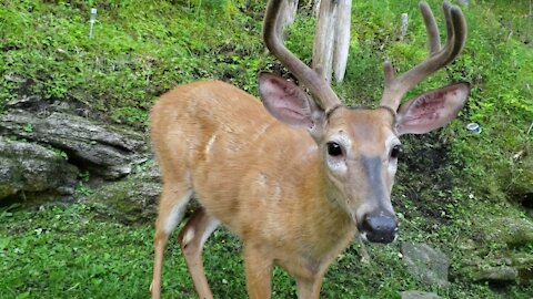 Buck comes around looking for Treats