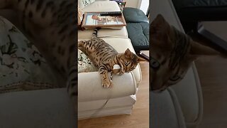 Crazy Cat Playtime! #couchwrestling #bengalcat