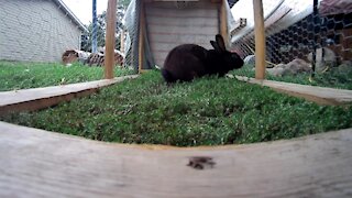 Black rabbit staring at an oddity