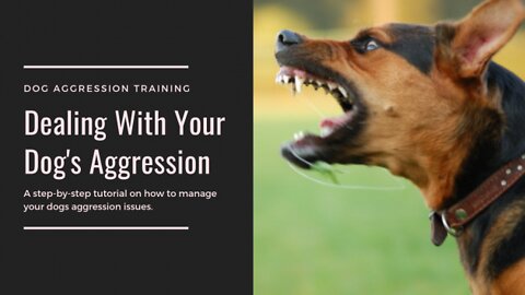 How to train dog to become aggressive And Easy Ways To Make A Dog Aggressive Towards Strangers
