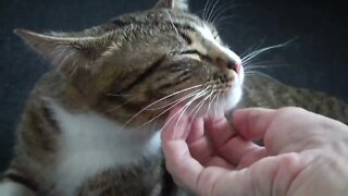 Small Cat Likes His Neck to Be Scratched