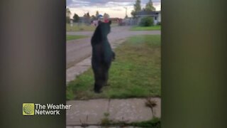 Large black bear stands on two legs to scare off passing truck
