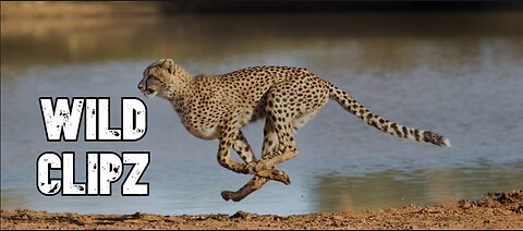 On the Prowl: Cheetah's High-Speed Hunt for Survival