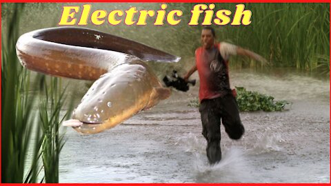 Electric fish throws man at 2 meters high