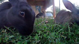 Young Rabbits of Rabbit City in the lawn