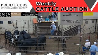 6/1/2023 - Producers Livestock Auction Company Cattle Auction