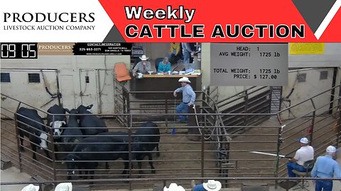 6/1/2023 - Producers Livestock Auction Company Cattle Auction