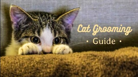 Cats in a nutshell: Basic Cat Training Tips