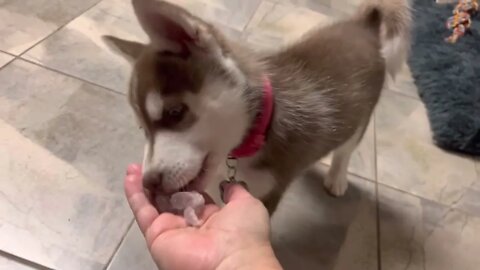 When Your Husky Puppy Plays With Ice Cubes