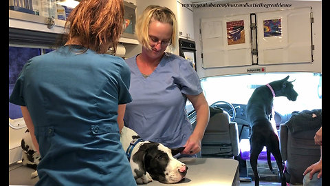 4-month-old Great Dane puppy's visit to mobile veterinarian
