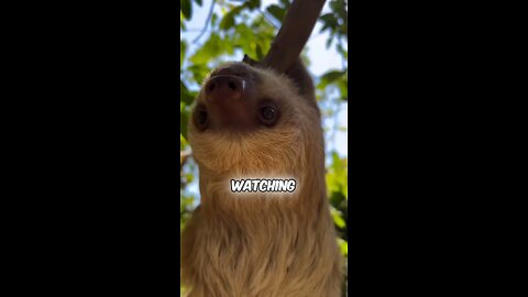 Introducing the Sloth🦥 #sloths #sloth