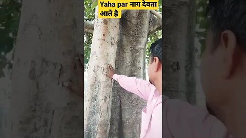 3पेड़ो par manday के दिन नाग देवता आते है #short #viral #tranding #funni #musti #viralvideo #devendra