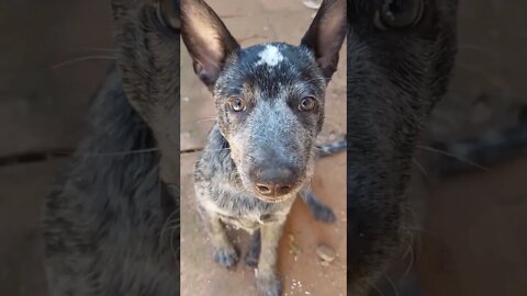 #blueheeler please subscribe more videos on page