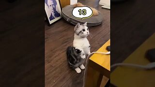 CAT VIDEO