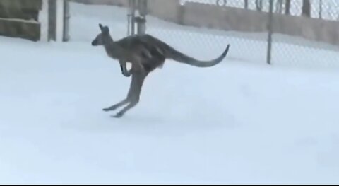 Kangaroo animals enjoy the snow