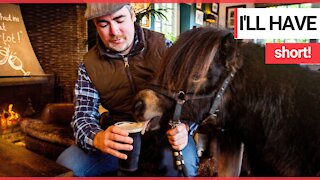 Shetland pony that regularly pops in to his local pub for a Guinness