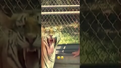 tiger licks womans feet and is uterlt disgusted really funny.