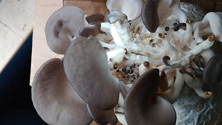 home grown mushrooms, biggest benefit, knowing that there