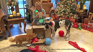 Excited Great Dane Puppy and Cat Open Jolly Ball Christmas Gifts
