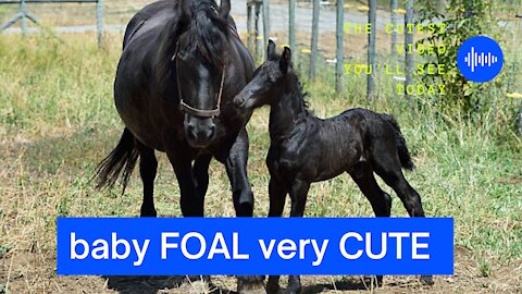 CARE of the MARE with the FOAL