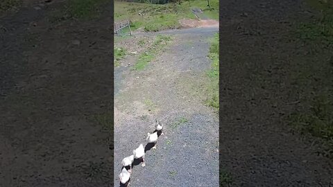 Gander taking goslings walking